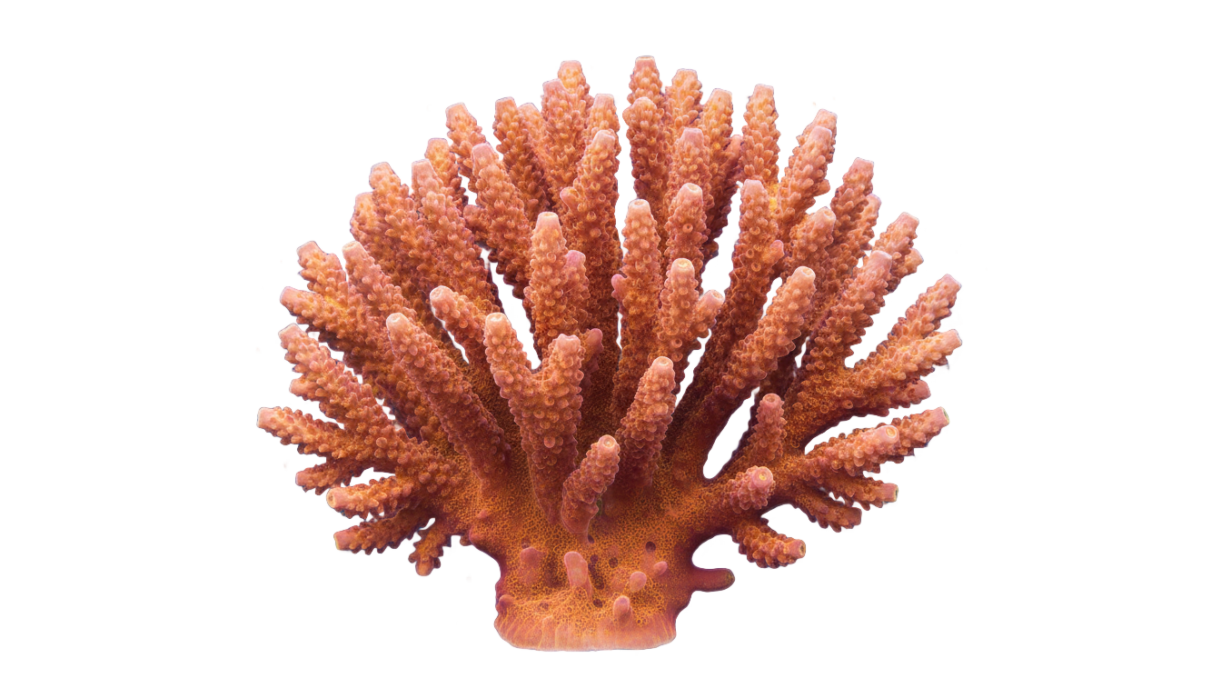 coral icon png PNG transparent background