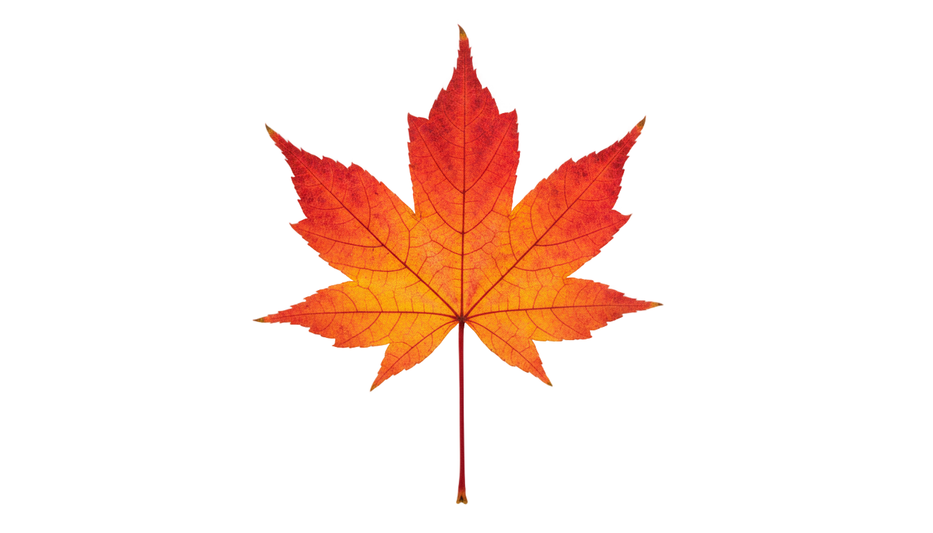 autumn leaf clipart png PNG transparent background