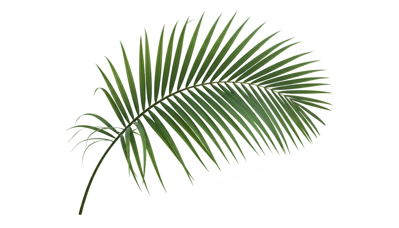 palm leaf png PNG transparent background
