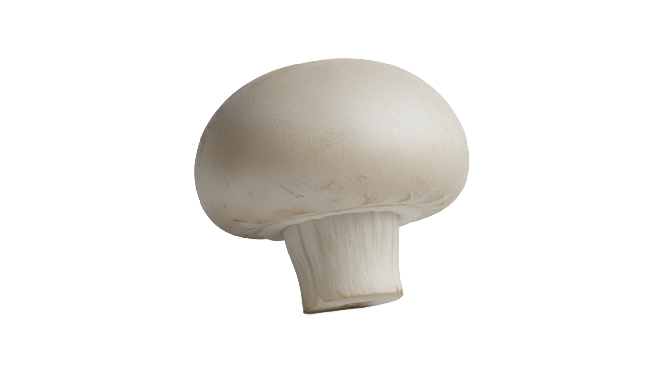 white mushroom png PNG transparent background