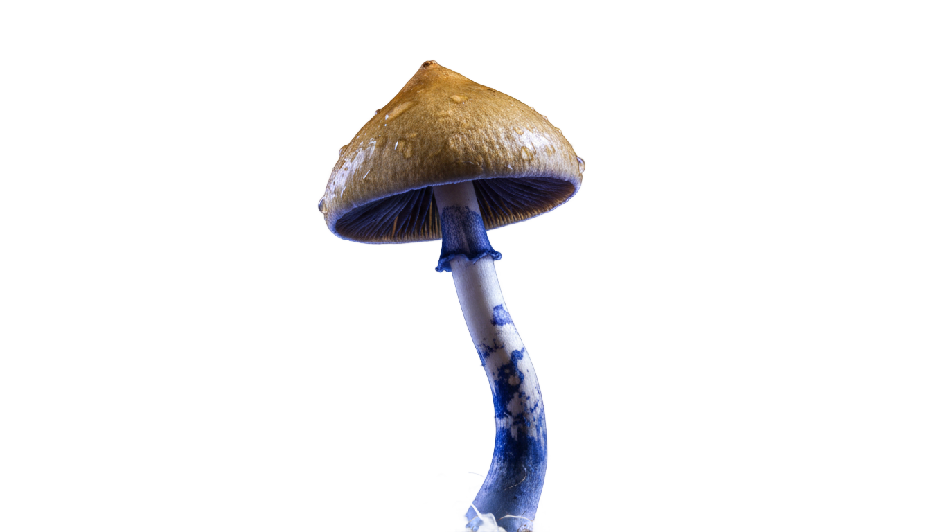 psychedelic mushroom png PNG transparent background