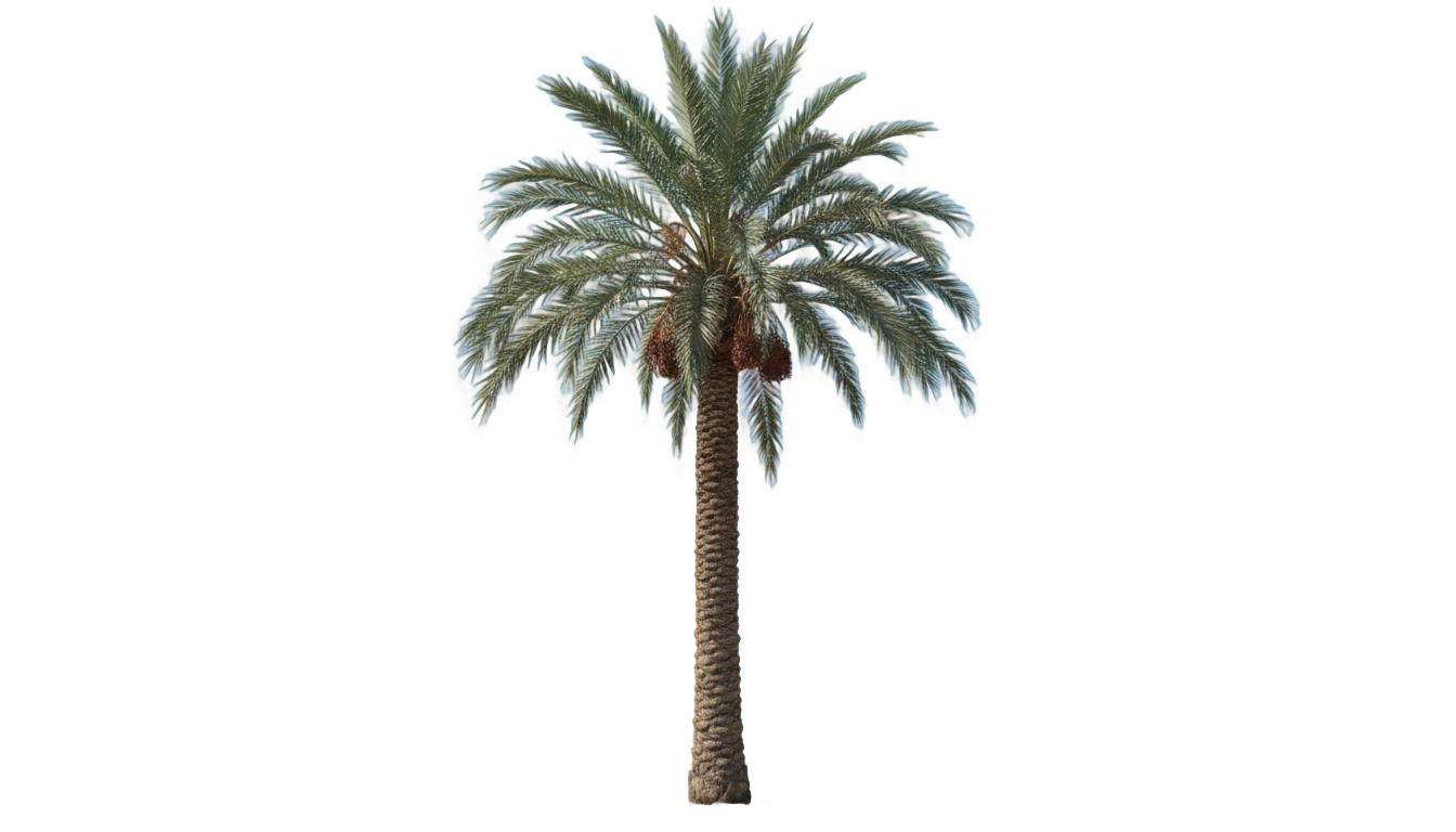 desert palm tree png PNG transparent background