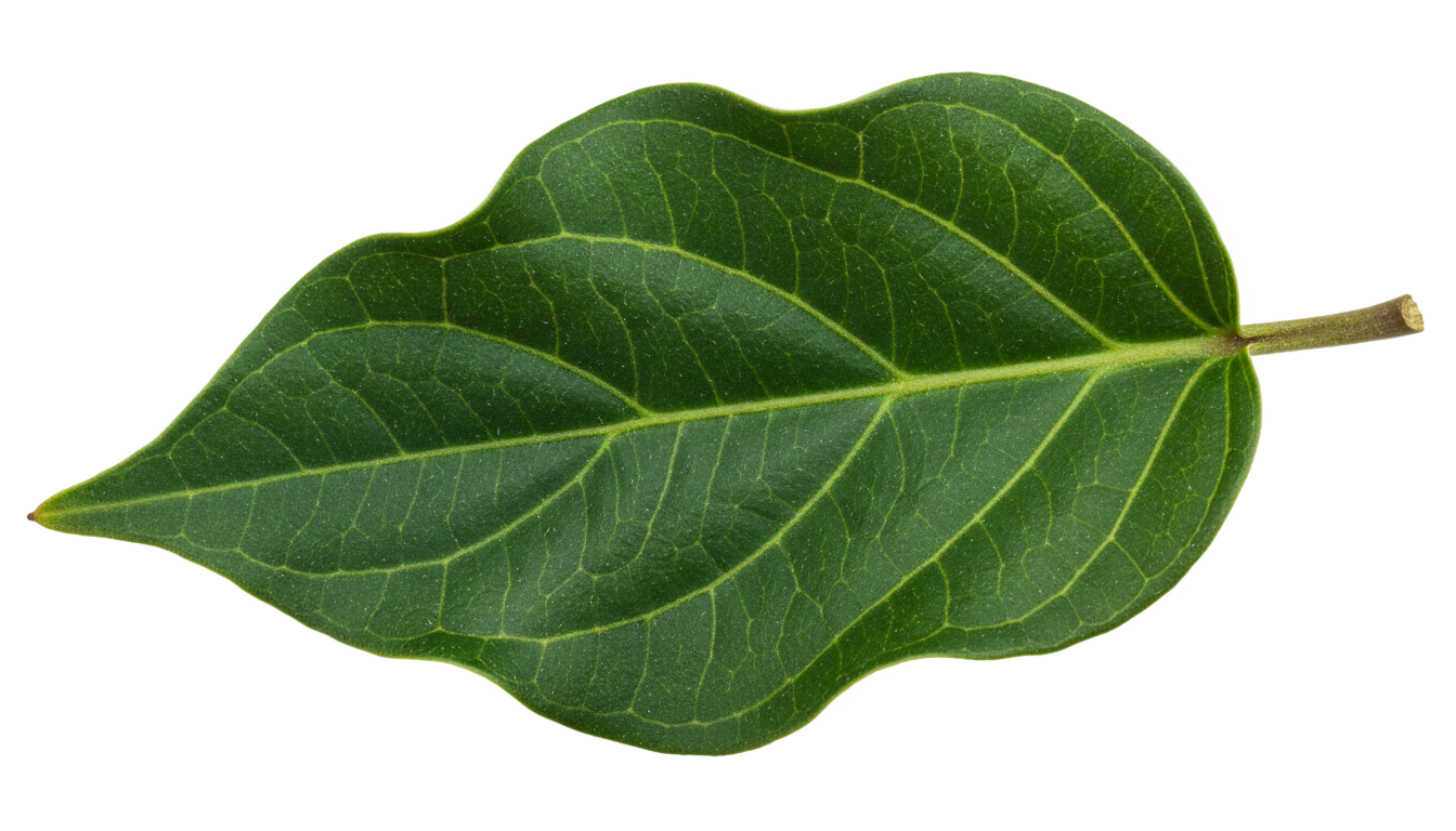 flower leaf png PNG transparent background