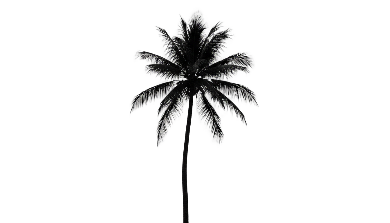 palm tree silhouette png PNG transparent background