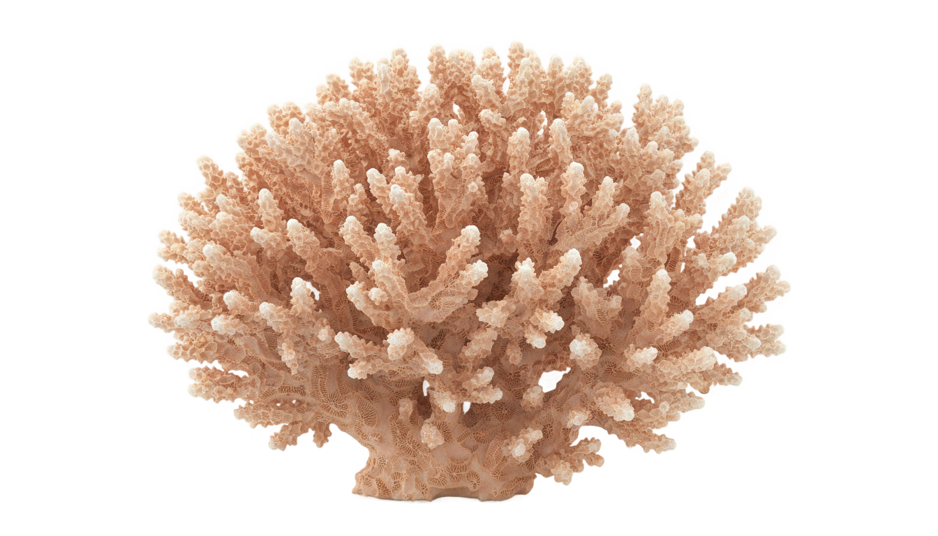 coral png vector PNG transparent background