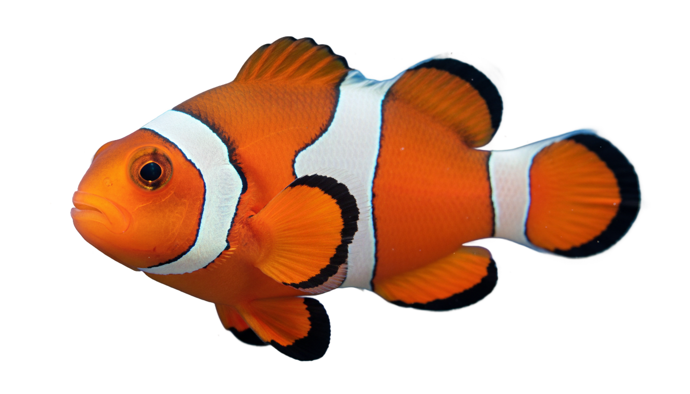 coral reef fish png PNG transparent background