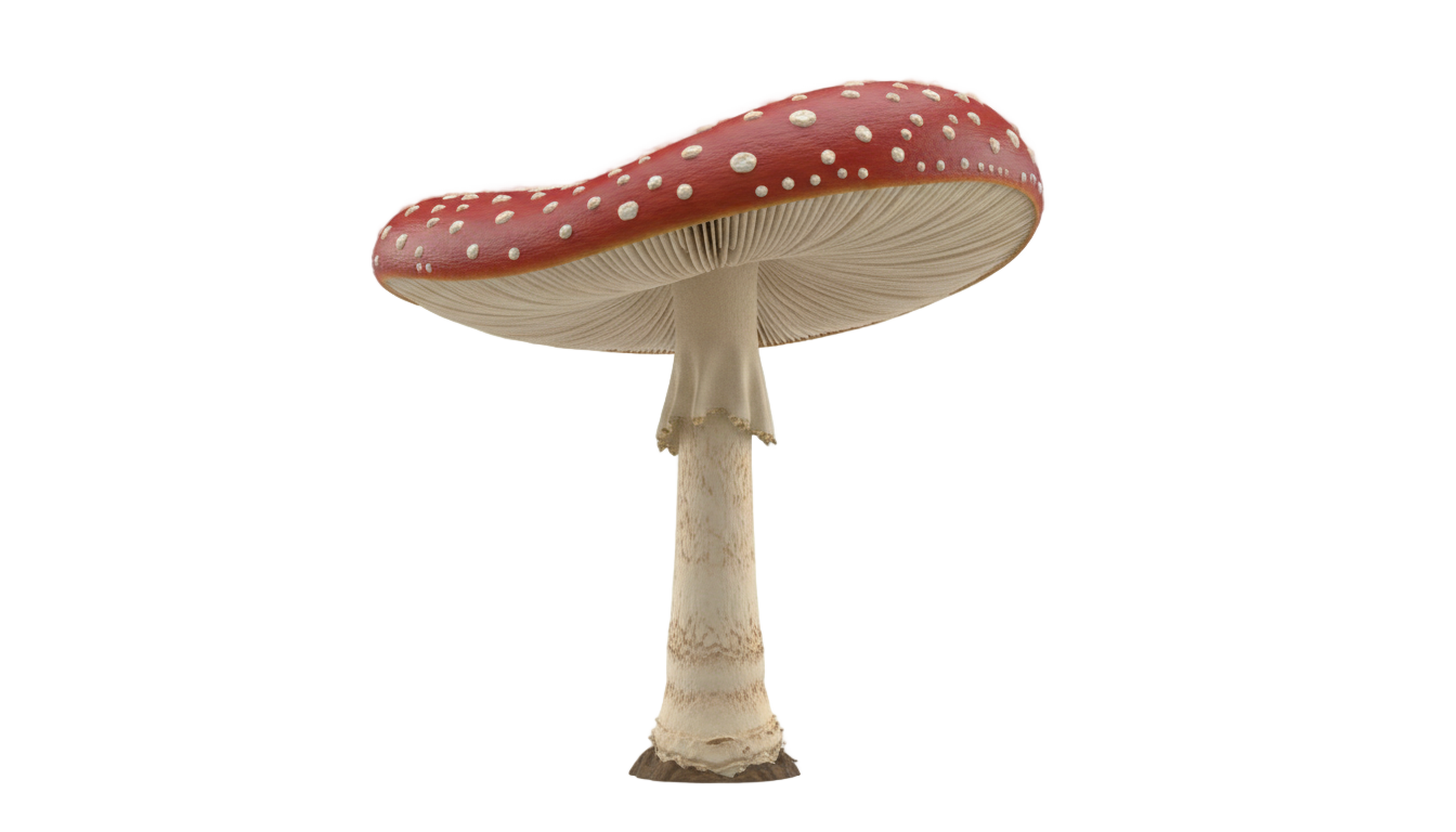 alice in wonderland mushroom png PNG transparent background