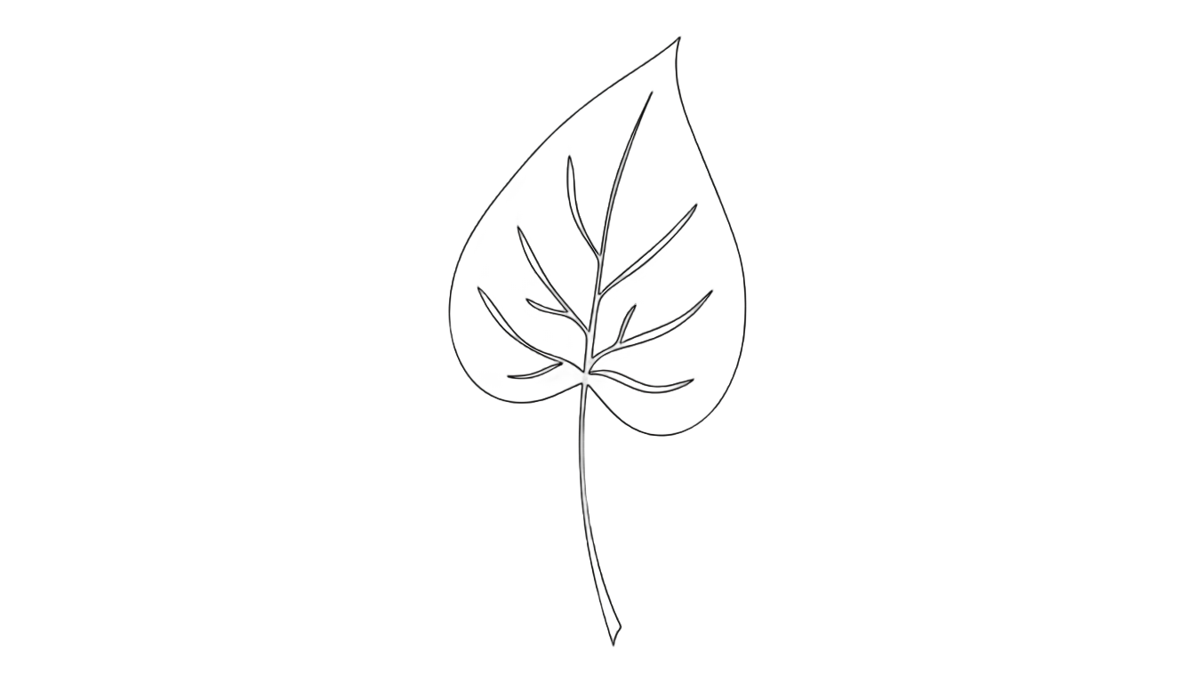 aesthetic leaf line art png PNG transparent background