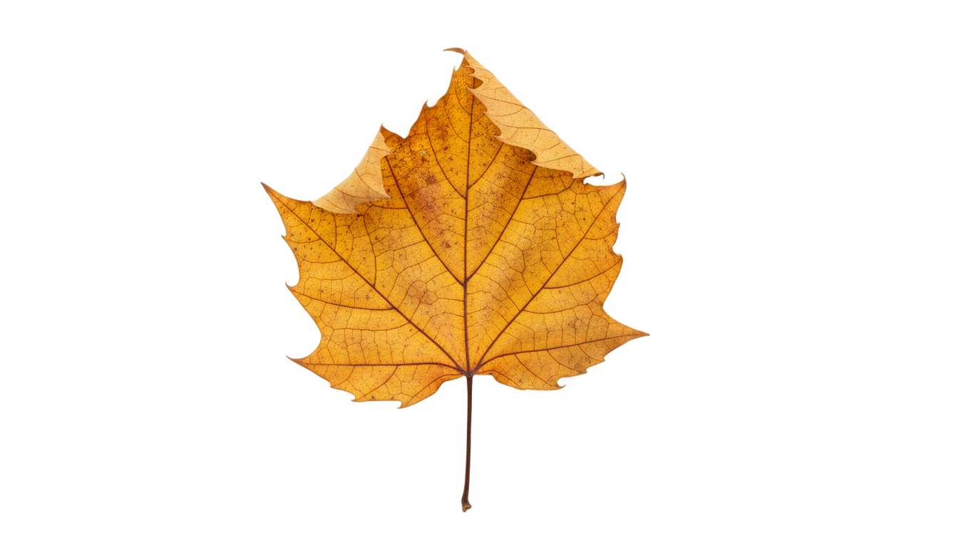 golden leaf png PNG transparent background