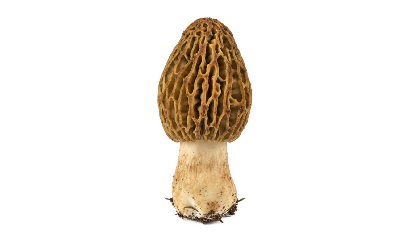 morel mushroom png PNG transparent background