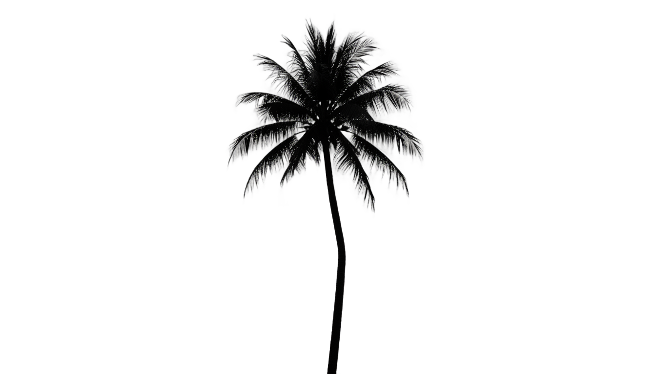 palm tree silhouette png PNG transparent background
