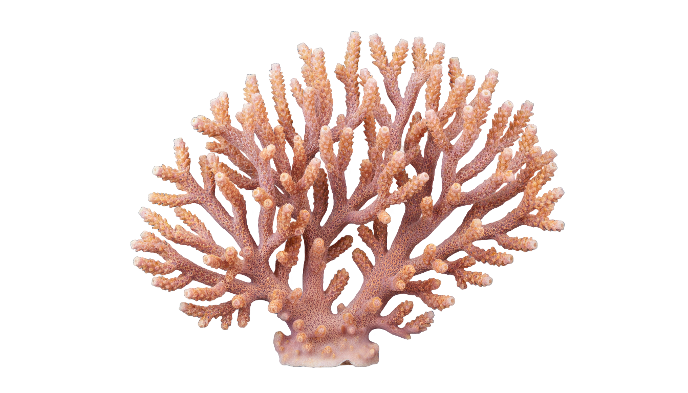 coral illustration png PNG transparent background