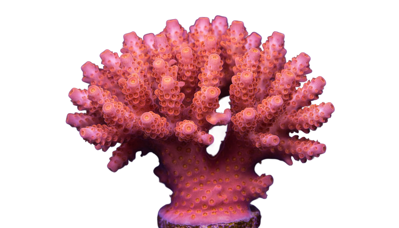 coral gif png PNG transparent background