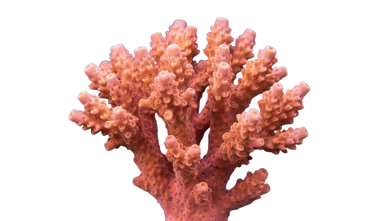 png to coral PNG transparent background