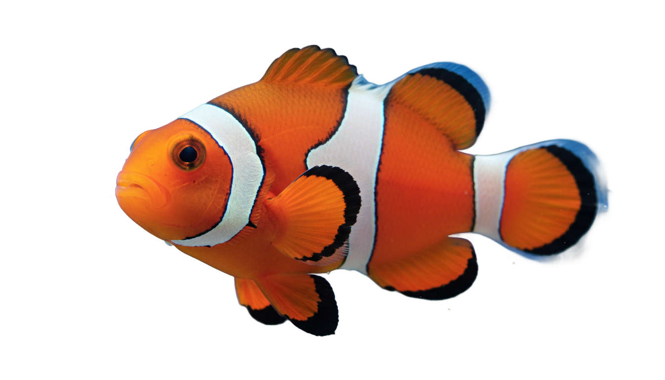coral reef fish png PNG transparent background