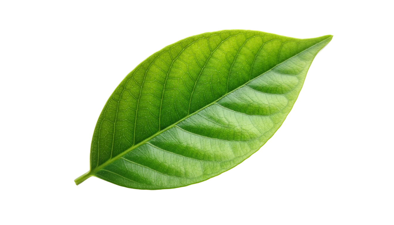 pure leaf logo png PNG transparent background