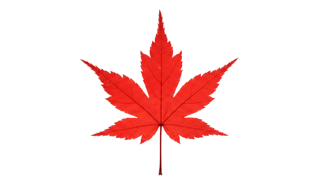 canada leaf png PNG transparent background