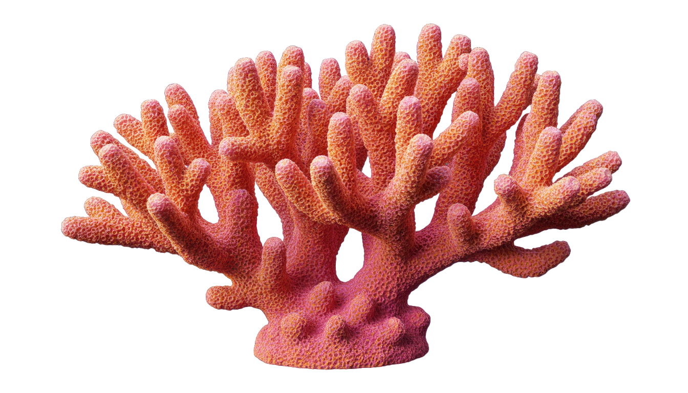 coral gif png PNG transparent background