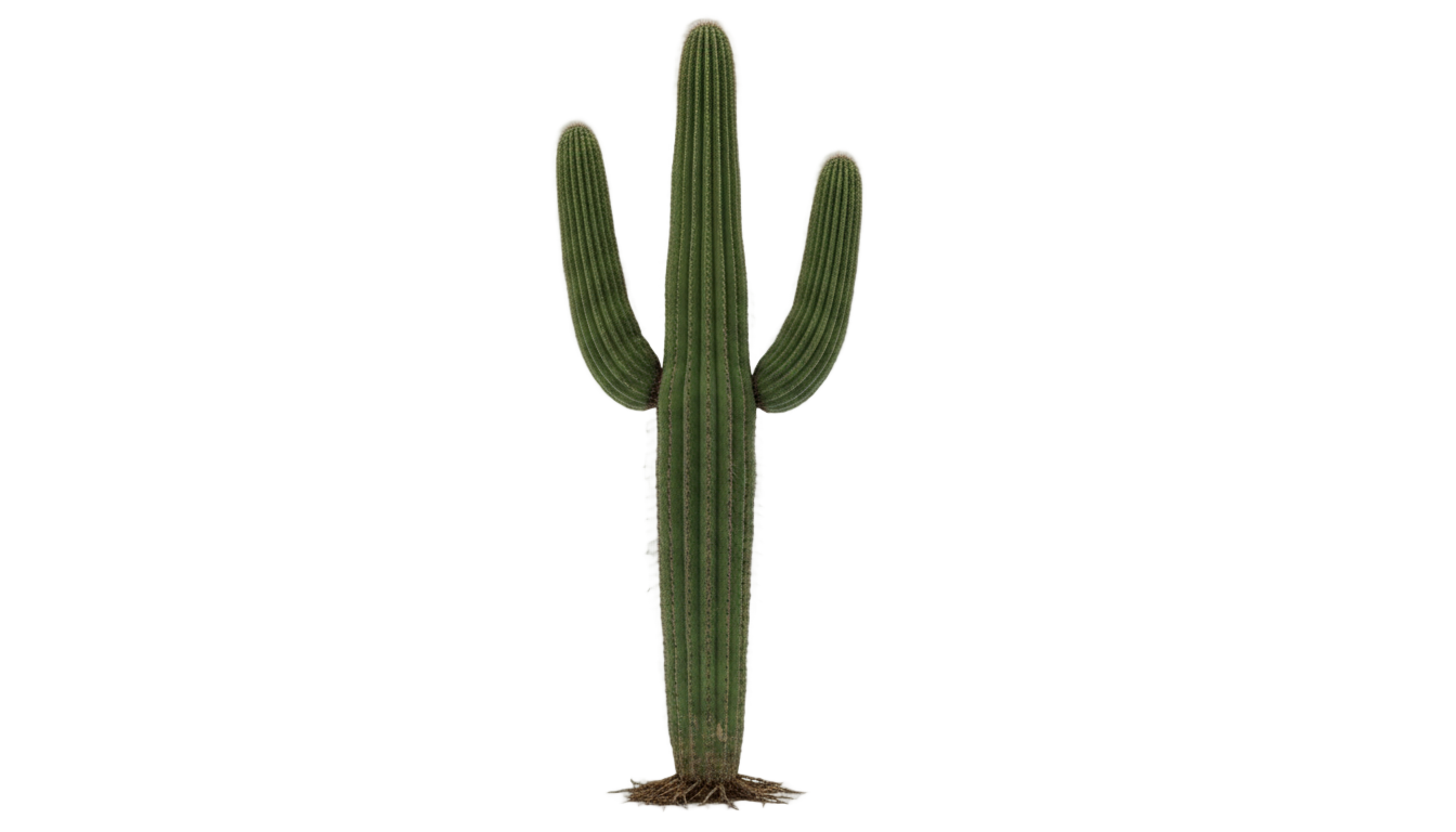 desert cactus png PNG transparent background