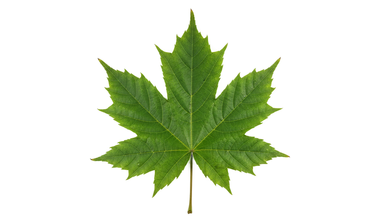 leaf clip art png PNG transparent background