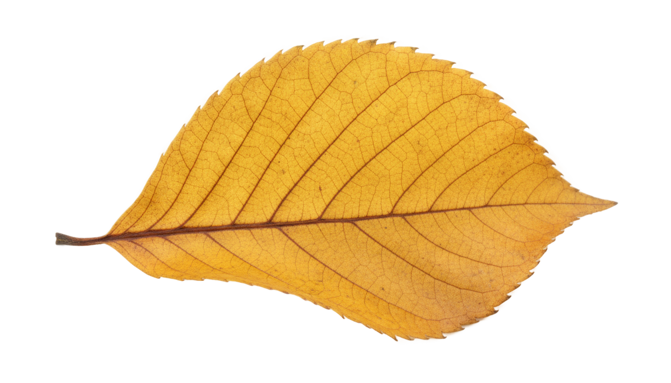 yellow leaf png PNG transparent background