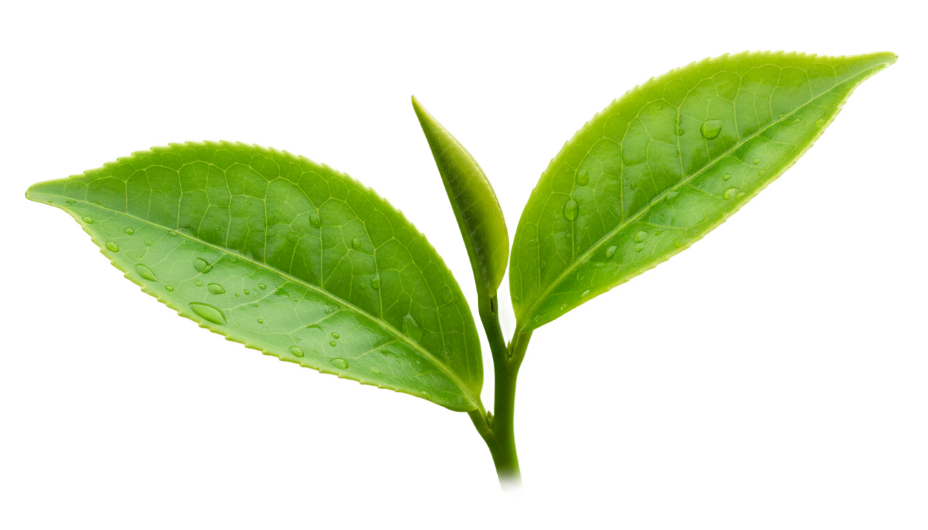 green tea leaf png PNG transparent background