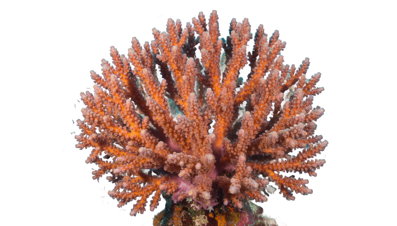 coral expeditions png PNG transparent background