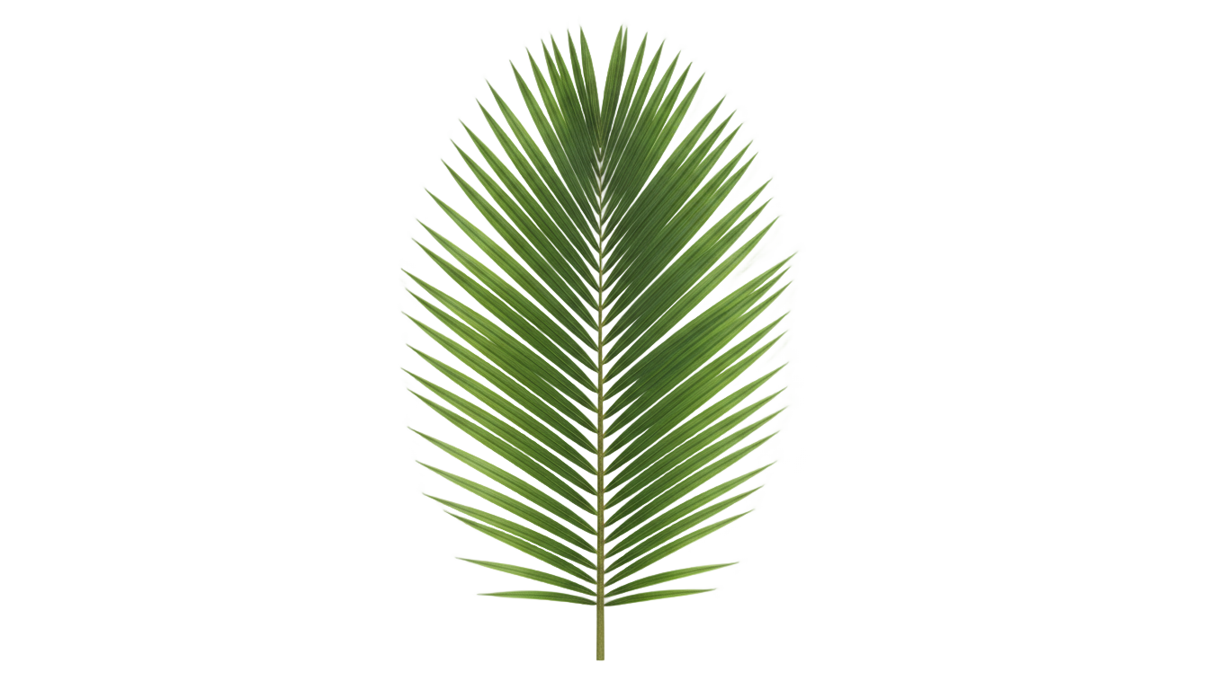 palm leaf png PNG transparent background