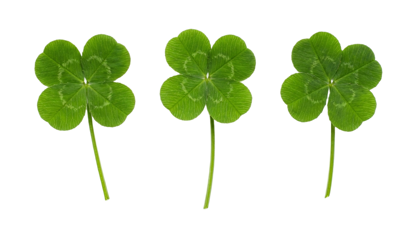 four leaf clovers png PNG transparent background