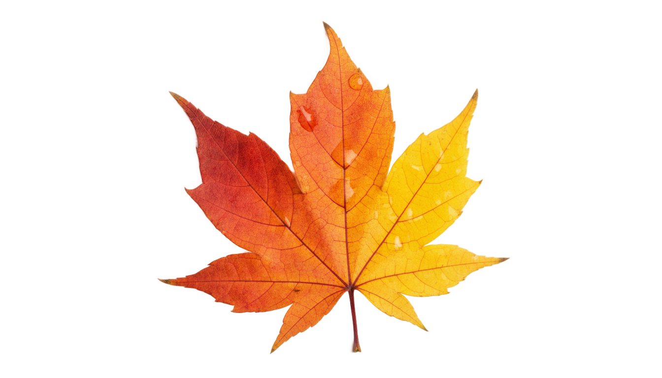autumn leaf png PNG transparent background