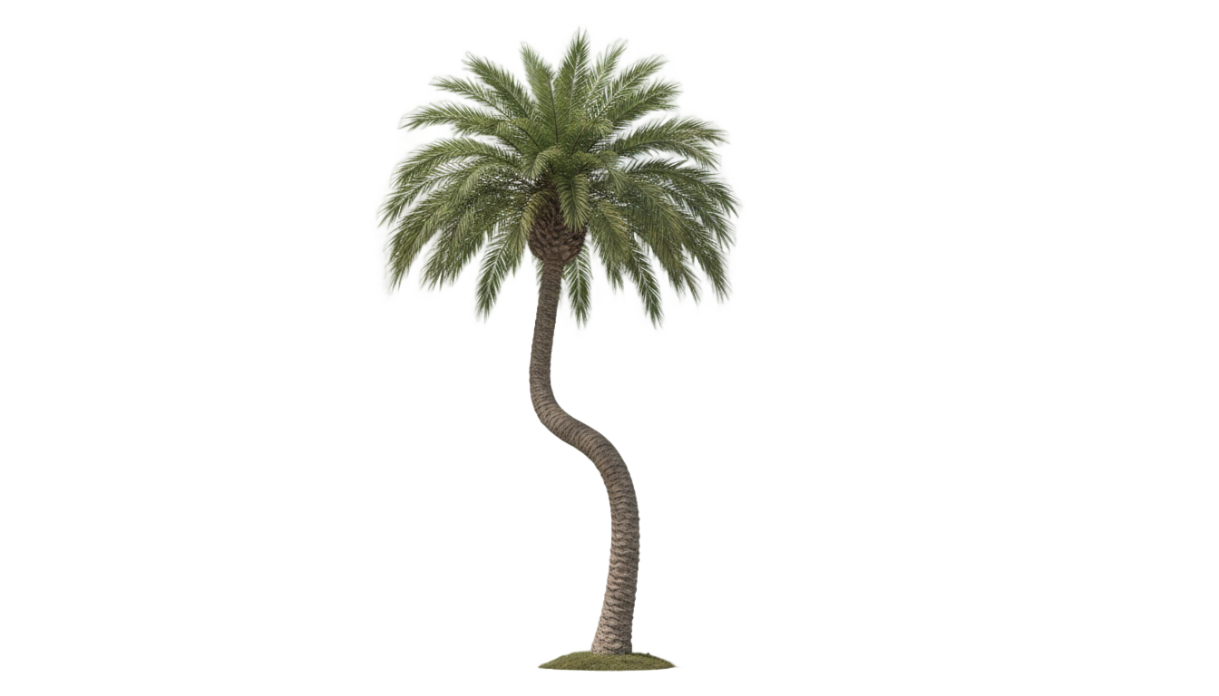 palm tree clipart png PNG transparent background