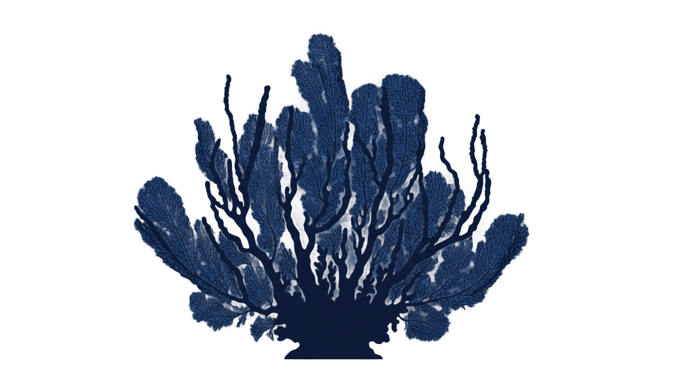 coral silhouette png PNG transparent background