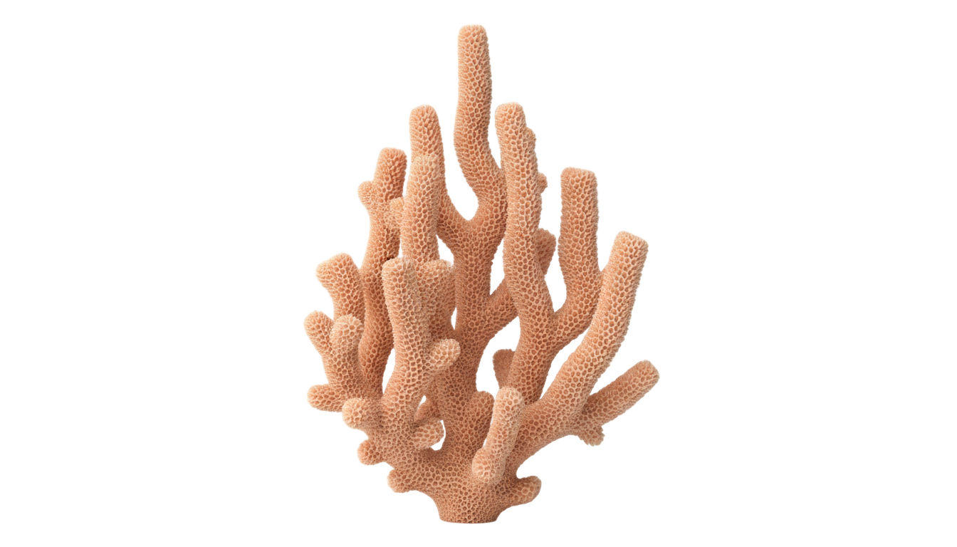 coral png vector PNG transparent background