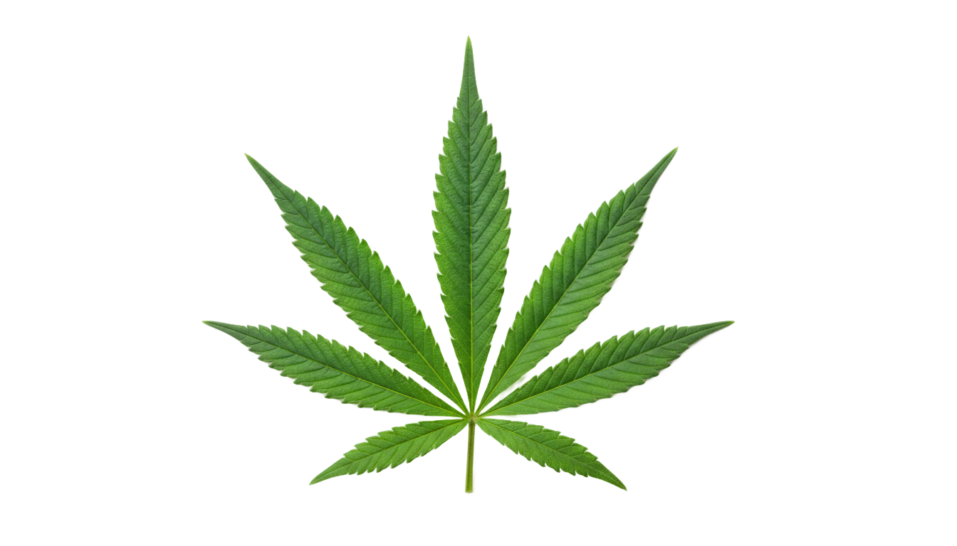 cannabis leaf png PNG transparent background