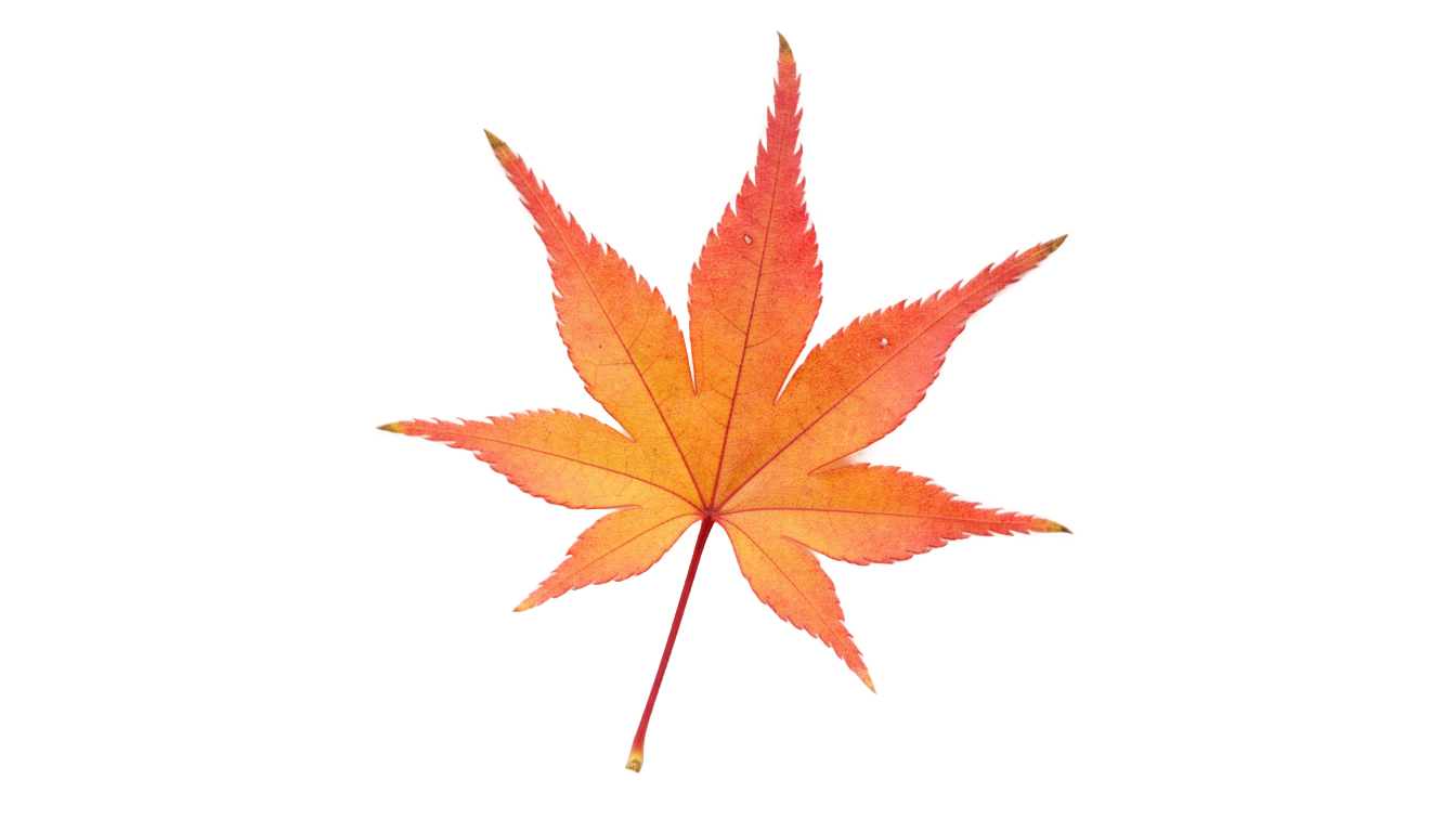 japanese maple leaf png PNG transparent background