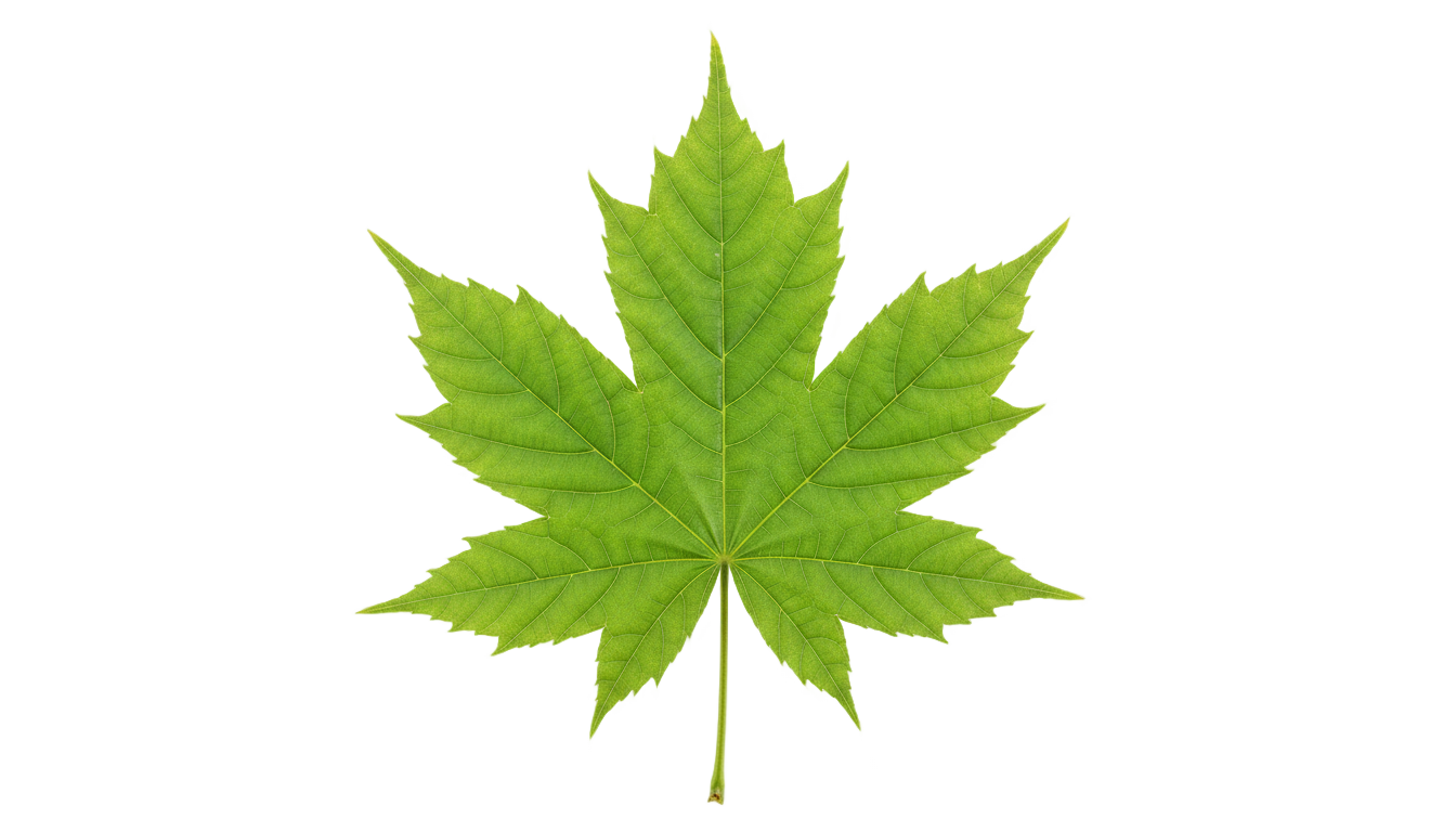 leaf clip art png PNG transparent background