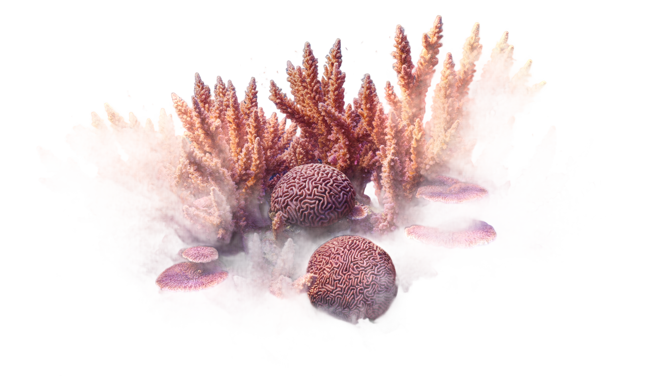 coral reefs png PNG transparent background