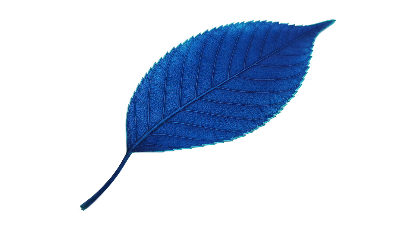 blue leaf png PNG transparent background
