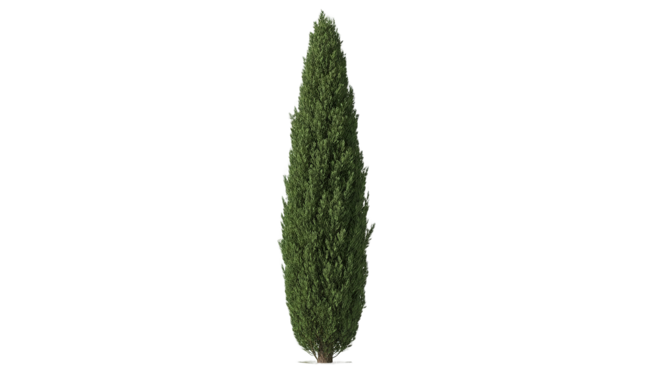 cypress tree png PNG transparent background