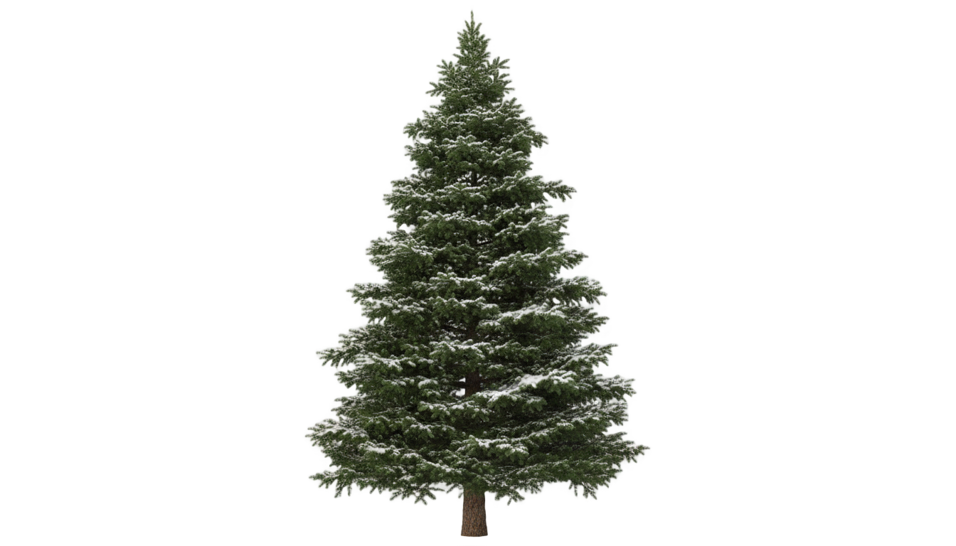 spruce tree png PNG transparent background