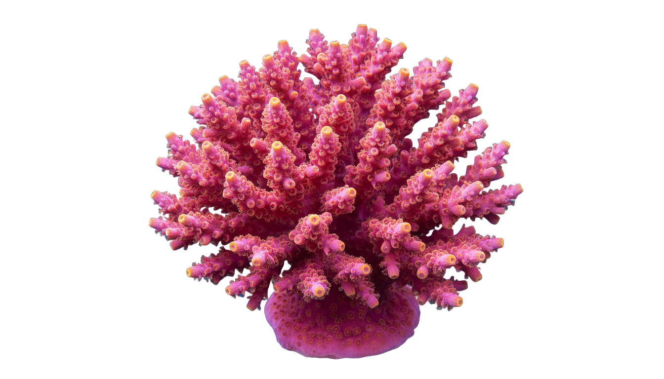 coral gif png PNG transparent background