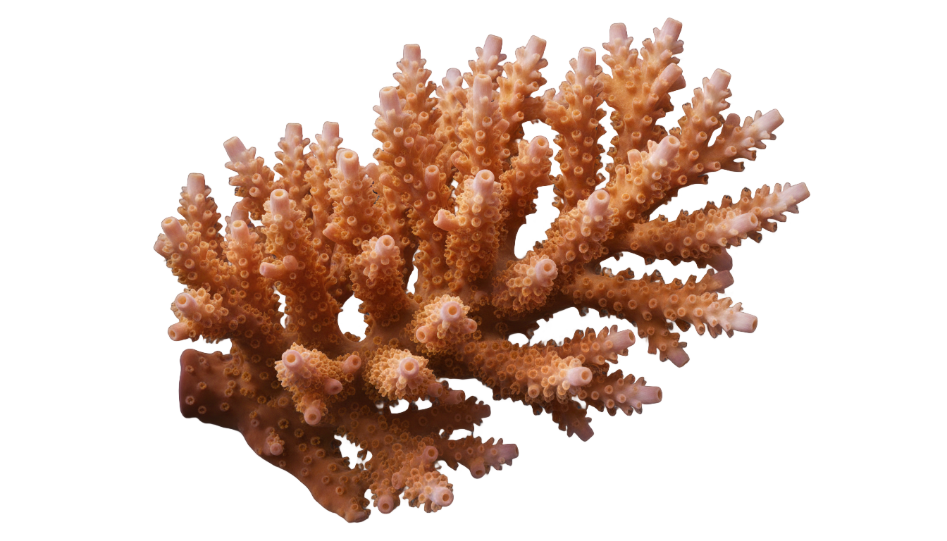 coral drawing png PNG transparent background