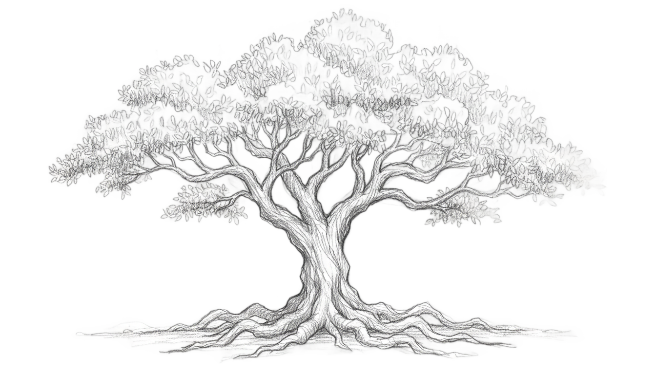 tree drawing png PNG transparent background