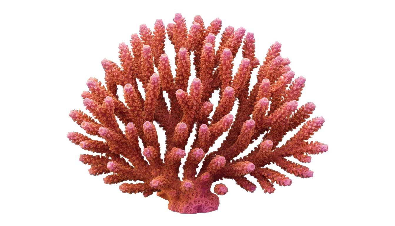 sea coral png PNG transparent background