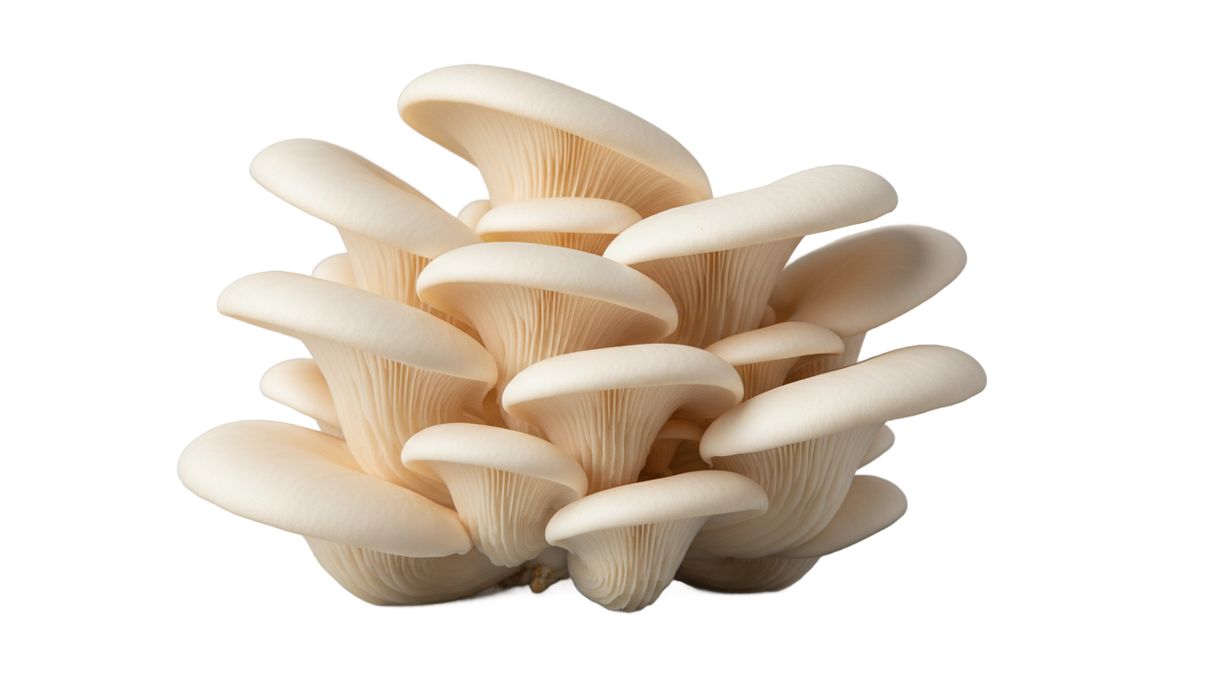 white oyster mushroom png PNG transparent background