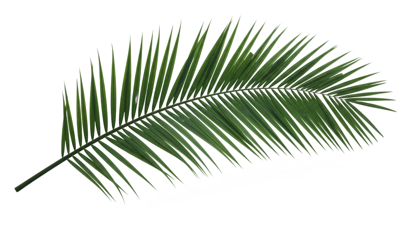 palm leaf png PNG transparent background