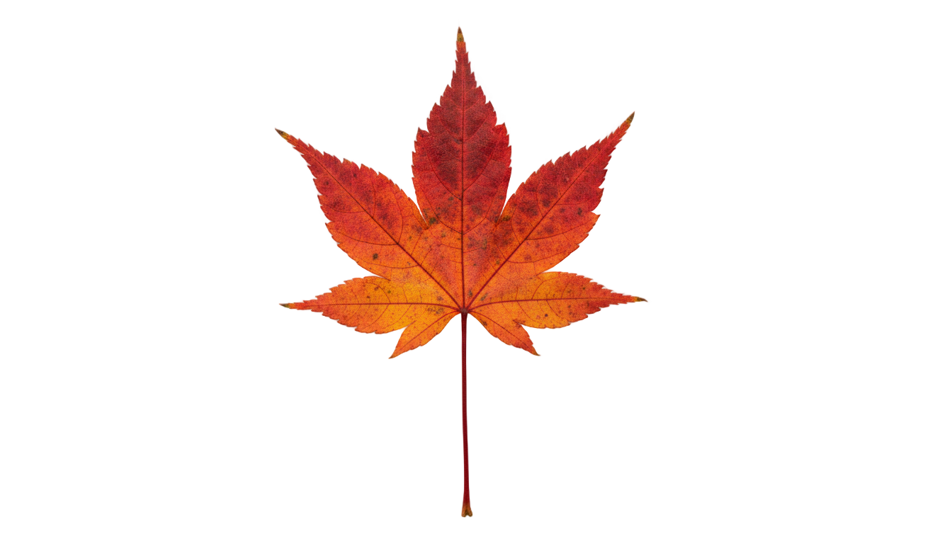 autumn leaf clipart png PNG transparent background