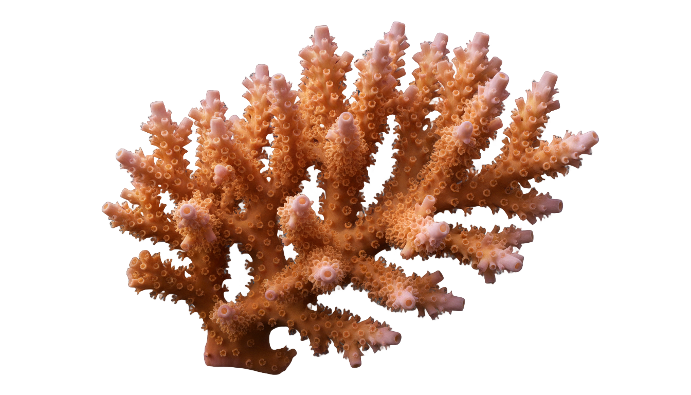 coral drawing png PNG transparent background
