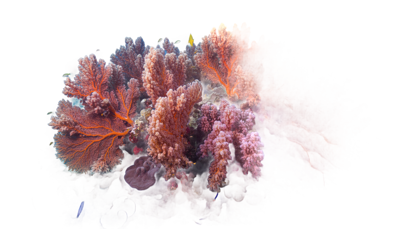 coral reef clipart png PNG transparent background