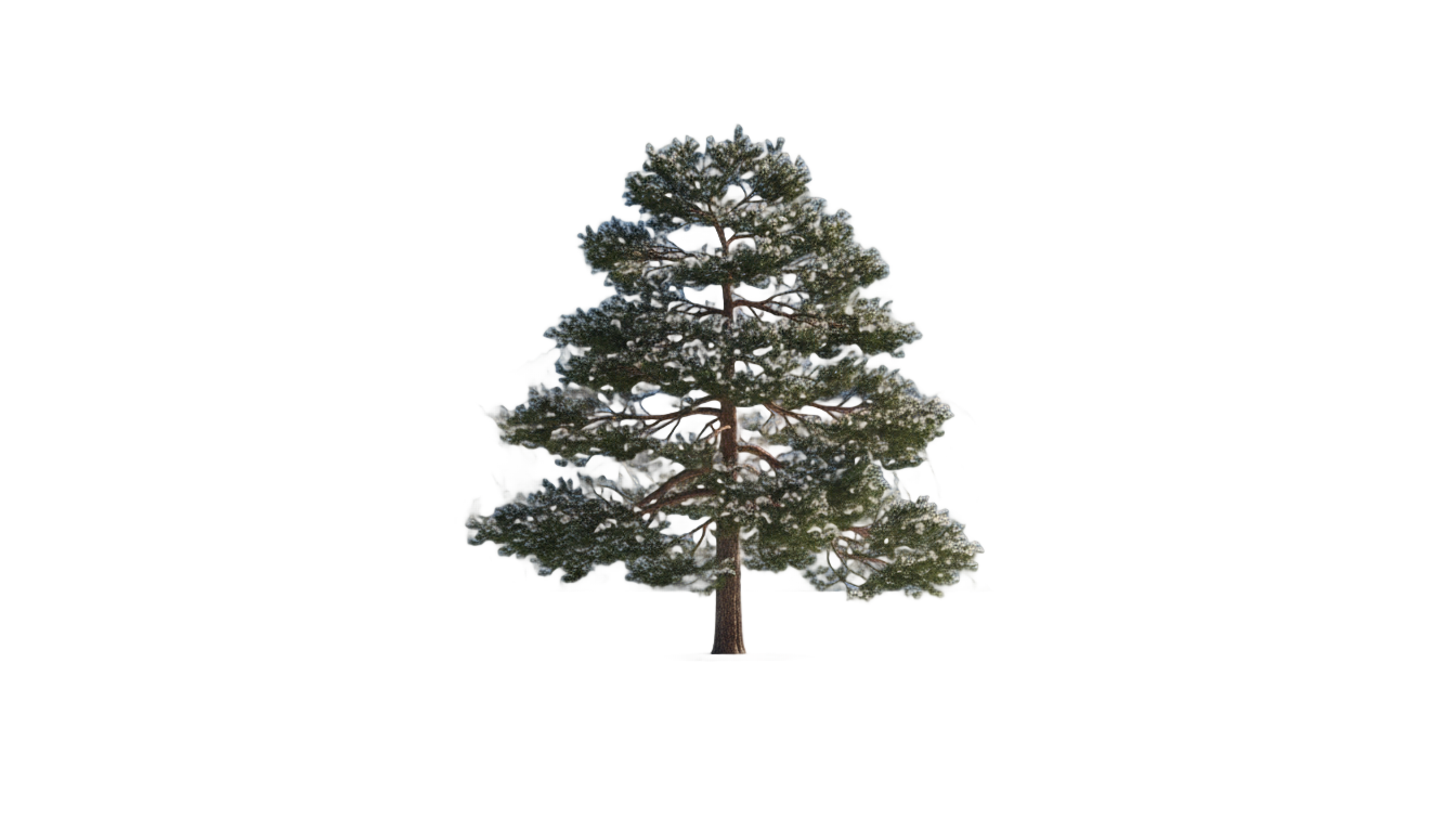 tree mountain png PNG transparent background